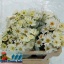 product/img.floraplaza.nl/3976-50-LIVE_fotos-0x6FA112A01C67B2801DC1A3DA75C26966EC890BB3.jpg