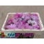 product/img.floraplaza.nl/3976-50-LIVE_fotos-0xDA08F353D9CD92FF2224179B9BDB61EA73EFCB9D.jpg