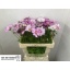product/img.floraplaza.nl/3976-60-LIVE_fotos-0xBCCEB2D39DD488D3CBE43BDFF3DAEB90251B5C73.jpg