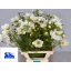 product/img.floraplaza.nl/3976-65-LIVE_fotos-0x0F4BD8019420B7A8A204DF241C5B2171CE22C545.jpg