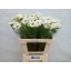 product/img.floraplaza.nl/3976-65-LIVE_fotos-0x7A55FE1A217F4EB28EE0D969F5F80DADF5C49C27.jpg