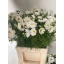 product/img.floraplaza.nl/3976-65-LIVE_fotos-0xB5D87B21E08D0AE78E7AD6998BBC770246475CC1.jpg
