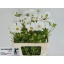 product/img.floraplaza.nl/3976-65-LIVE_fotos-0xDEAA08A992EA6C75E1919CD7DF94C7D755E524F6.jpg