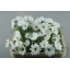 product/img.floraplaza.nl/3976-70-LIVE_fotos-0x1CDDF6841857B9A22E31A76FFDD8D76C909F316E.jpg