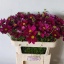 product/img.floraplaza.nl/3976-70-LIVE_fotos-0x2E85924FAFEE0C67C8A3EED8423ABC85A1CE45C7.jpg