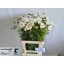 product/img.floraplaza.nl/3976-70-LIVE_fotos-0x47D08231B46D48D3051C7CEBED3BDFFAA09D7D58.jpg