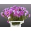 product/img.floraplaza.nl/3976-70-LIVE_fotos-0x4E34DAE4C052E297FFE36B937D5C363D7FD5124B.jpg