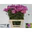 product/img.floraplaza.nl/3976-70-LIVE_fotos-0x5E66B139CB94C4D3E1573DE3DE3CF981DAF31039.jpg