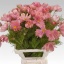 product/img.floraplaza.nl/3976-70-LIVE_fotos-0xE183D0E2863D856A4AD7A9CB03A922A3BA9CD1EA.jpg