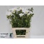 product/img.floraplaza.nl/3976-70-LIVE_fotos-0xE5A2F3517F04C06EEE841142B0C145EDDEDB6B7A.jpg