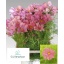 product/img.floraplaza.nl/3976-70-LIVE_fotos-0xF63B2E319B66E8328ECA7AA4DBA28C6DE29D8FE1.jpg