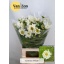 product/img.floraplaza.nl/3976-70-LIVE_fotos-0xF9CD8DDE2081A4BBFDD0161631146249160E735D.jpg