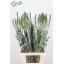 product/img.floraplaza.nl/3990-80-LIVE_fotos-0x99FFBBF9586F97512399ADA18BB1A566F6585BC3.jpg