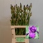 product/img.floraplaza.nl/4001-60-LIVE_fotos-0x820D20A4F3CC7F5560D8140733FCF48433224039.jpg