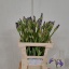 product/img.floraplaza.nl/4001-60-LIVE_fotos-0xC729B1419A46F2B90DB69F8DA4FC9BAAF08C6924.jpg