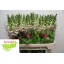 product/img.floraplaza.nl/4052-75-LIVE_fotos-0xA29B341C7FBF7288F46D7CA8DE2B4E80C4B24A6B.jpg