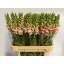 product/img.floraplaza.nl/4052-80-LIVE_fotos-0xE62F246A75D6E8A4D8E0E3EBADDF823F319ED5B7.jpg