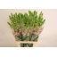 product/img.floraplaza.nl/4054-75-LIVE_fotos-0xB7C3B46F57C31BC1ABAAE37AE8FD8ECF491F0DD7.jpg