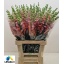 product/img.floraplaza.nl/4056-75-LIVE_fotos-0x027BE2EF37A40F323ACBFF2CA41249ADADB500F3.jpg