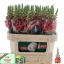 product/img.floraplaza.nl/4056-75-LIVE_fotos-0x9ADC39C3F0567EDE3846AAB96318FBD0C38A4C01.jpg