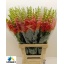 product/img.floraplaza.nl/4056-75-LIVE_fotos-0xB03668131FDD95604AC428056CB6FA808F3451E1.jpg
