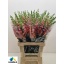 product/img.floraplaza.nl/4056-75-LIVE_fotos-0xD59367BC7AF87FC6C6084C91D324638F6EEE4B54.jpg
