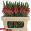 product/img.floraplaza.nl/4056-75-LIVE_fotos-0xFFC6BED815FA834A4C8B2A1794343E4CA629577C.jpg