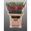 product/img.floraplaza.nl/4056-80-LIVE_fotos-0x9DD433F264AF973BC6D13D295FE12AA1718C7239.jpg