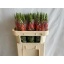 product/img.floraplaza.nl/4056-80-LIVE_fotos-0xFE1D64DFEFDAD94C1233CDFE3C7475CFE036DD1B.jpg