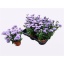 product/img.floraplaza.nl/40897-11-LIVE_fotos-0xB26C30A91CB03189456AF5287F3A4F38CB7FA4F5.jpg