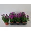 product/img.floraplaza.nl/40897-11-LIVE_fotos-0xC1A30482D56DDD19F9109897774A97C559437BC6.jpg