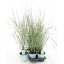 product/img.floraplaza.nl/41334-17-LIVE_fotos-0x3414D5F1B8A235E942061F13CFB75FDC9AE3FD99.jpg