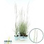 product/img.floraplaza.nl/41334-17-LIVE_fotos-0x4DA9960FC1181EAEE01BA1D1E09290D196BC48E1.jpg