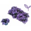 product/img.floraplaza.nl/41473-12-LIVE_fotos-0x9D4A1A402C1BEA533AFBF600C56F080F1A9F40C5.jpg