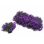 product/img.floraplaza.nl/41473-12-LIVE_fotos-0x9F546E1720D12DF4BE2B3451EA1E0B54D4EB18FE.jpg