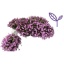 product/img.floraplaza.nl/41473-12-LIVE_fotos-0xE66CDA252DF3A7B2B93857691ED199367619FE94.jpg