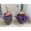 product/img.floraplaza.nl/41473-21-LIVE_fotos-0xCFE483AF9515CB1E23A8A989DED9DB492BD94669.jpg