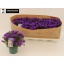 product/img.floraplaza.nl/41473-510-LIVE_fotos-0x0507A6DCD2CDA9A5DDB55D5B49ED7BEBA0D2A631.jpg