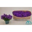 product/img.floraplaza.nl/41473-510-LIVE_fotos-0x10E9CCA4FF35D4C21083C2ACEFBA906AC98DF6BA.jpg