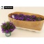product/img.floraplaza.nl/41473-510-LIVE_fotos-0x2BCED3F7A297FB65442D42C8888CD8B1E8C5593A.jpg