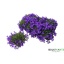product/img.floraplaza.nl/41473-510-LIVE_fotos-0xC1B17B69C9C1576860D265A595D8C360DA4CF9FB.jpg
