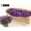 product/img.floraplaza.nl/41473-510-LIVE_fotos-0xDDB81B6ABC354F740B9F77B28024EA7FBF7BE210.jpg
