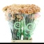 product/img.floraplaza.nl/4238-70-LIVE_fotos-0x4579A84498EB1E6C67E2FB8B8579F7AFD0EB0B6D.jpg