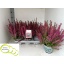 product/img.floraplaza.nl/4269-12-LIVE_fotos-0xC32A2542F31CDD4F20514917C7A77219365F5FD0.jpg