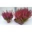 product/img.floraplaza.nl/4269-12-LIVE_fotos-0xD526F1750E1B677DD4252037A7221A6034C896F0.jpg