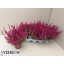 product/img.floraplaza.nl/4269-12-LIVE_fotos-0xDBDD3BC8F77C505D70619C8613AA795617D91CB2.jpg