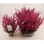 product/img.floraplaza.nl/4269-12-LIVE_fotos-0xE3F4B6F4B310AF6F4986D23B189AD39E8C744A00.jpg