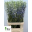 product/img.floraplaza.nl/4409-100-LIVE_fotos-0x9ABF6E572D20F41BFADF7BF7F57EEBB1B4FDF740.jpg