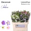 product/img.floraplaza.nl/4420-70-LIVE_fotos-0xB83FF8B3AFF81B0831DACCDDA9229F356F7A8281.jpg