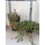 product/img.floraplaza.nl/44589-25-LIVE_fotos-0xCDA2F9B20FAE4E0BAA08B3D5AC129DB1D520FC78.jpg
